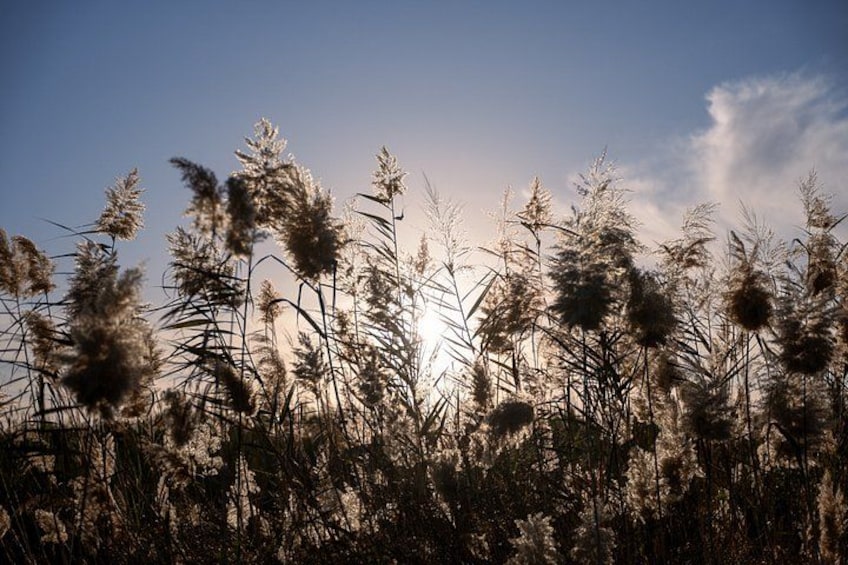 Hohes Gras vor einem wolkenlosen Himmel. 2