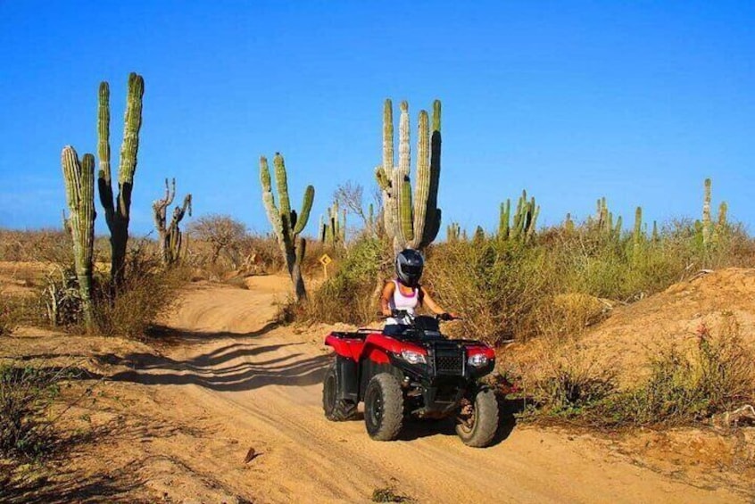 Iemand rijdt op een rode quad over een stoffige weg in een woestijn met cactussen. 2