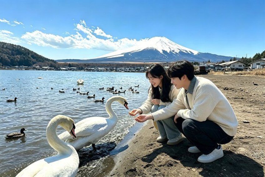 A couple feeding swans by a lake with a mountain in the background. 5