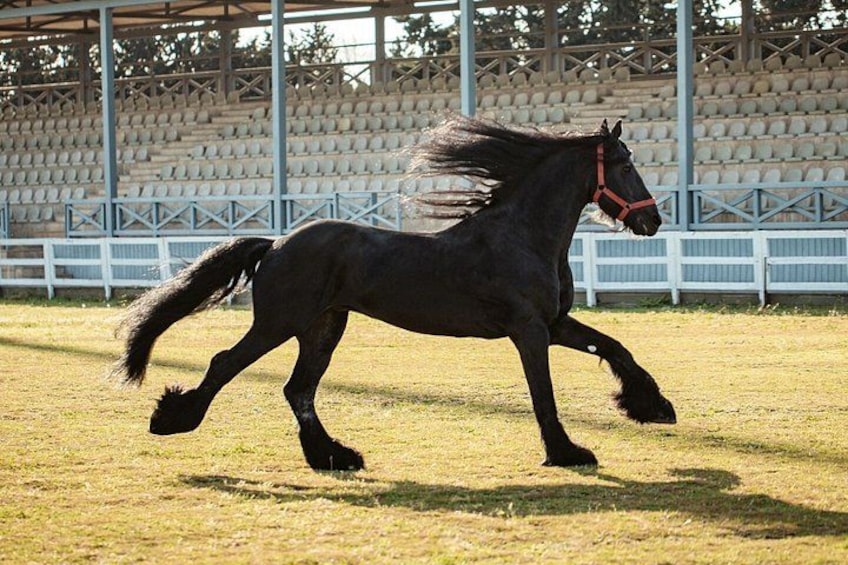 A black horse running in a fenced area with a red halter. 3