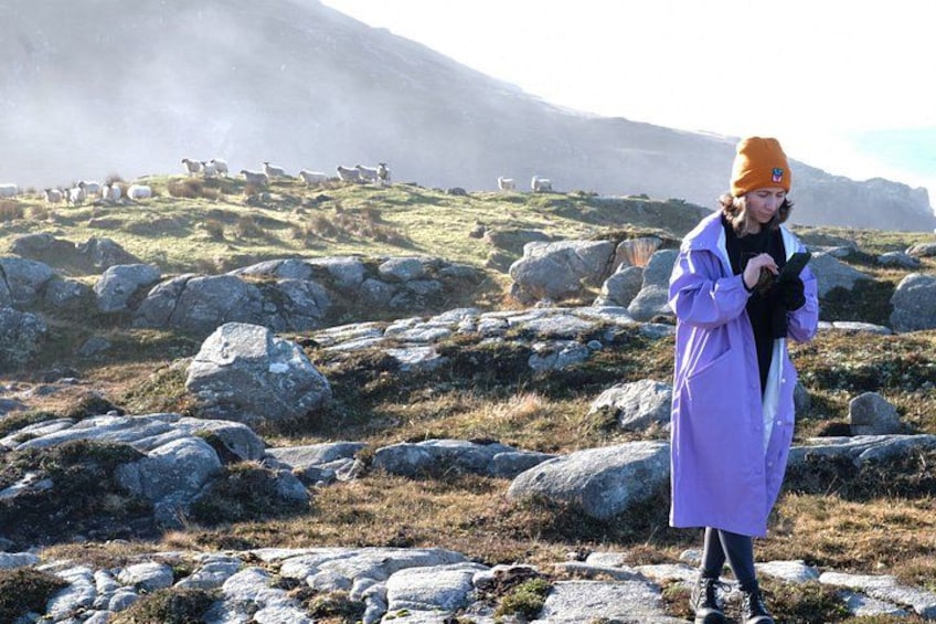 A person in a purple coat and orange hat standing on a rocky hillside with sheep in the background. 3