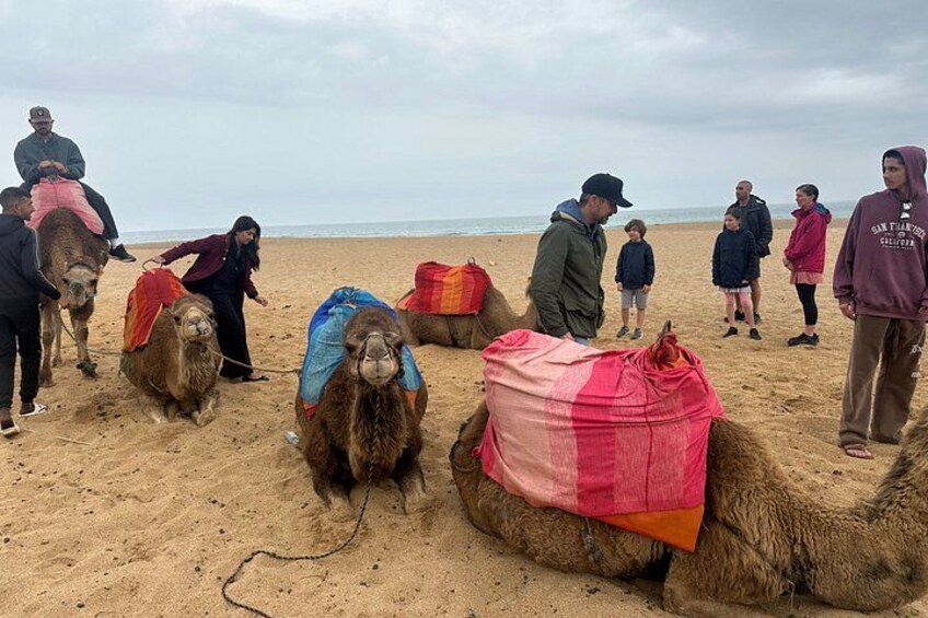Camellos en una playa arenosa con gente a su alrededor. 5