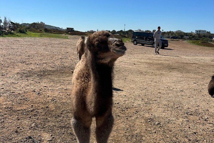 Un camello parado en un camino de tierra con una persona caminando al fondo. 2