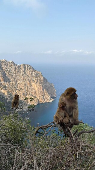 Two monkeys on a cliff overlooking a coastal landscape. 4