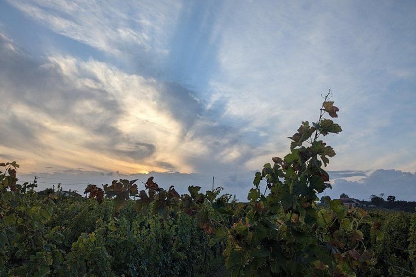 Ein Weinberg mit Weinreben unter bewölktem Himmel. 2