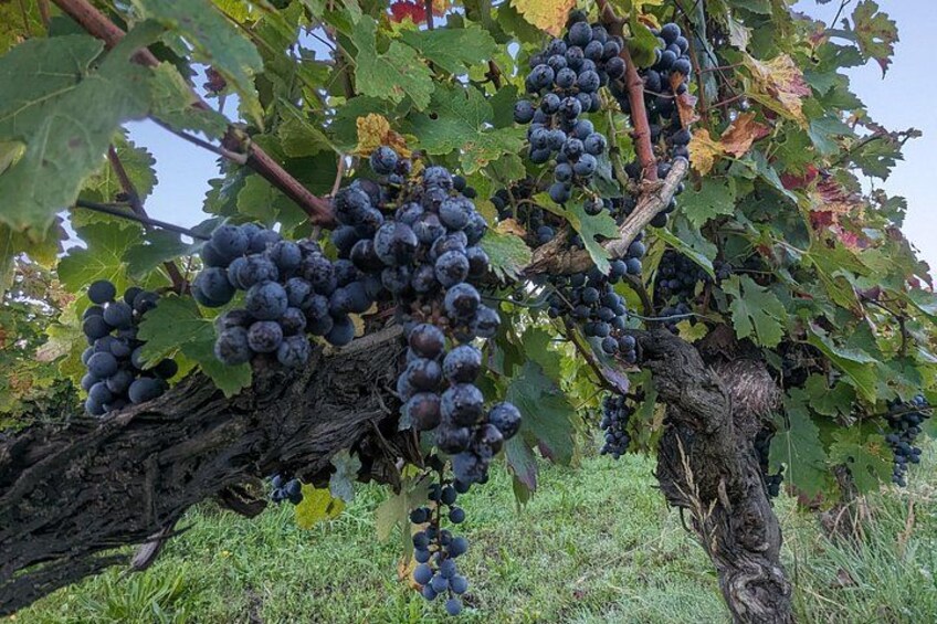 Ein Weinberg mit Trauben in dunkler Violettfarbe. 3
