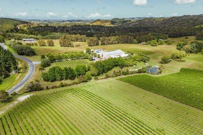Private Half-Day Tour of Auckland's Wine Country - Vines out west 4