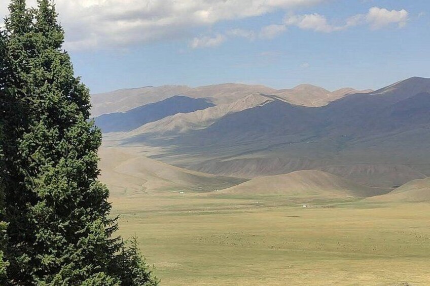 Un paisaje montañoso con colinas ondulantes y un árbol de hoja perenne destacado en primer plano. 5