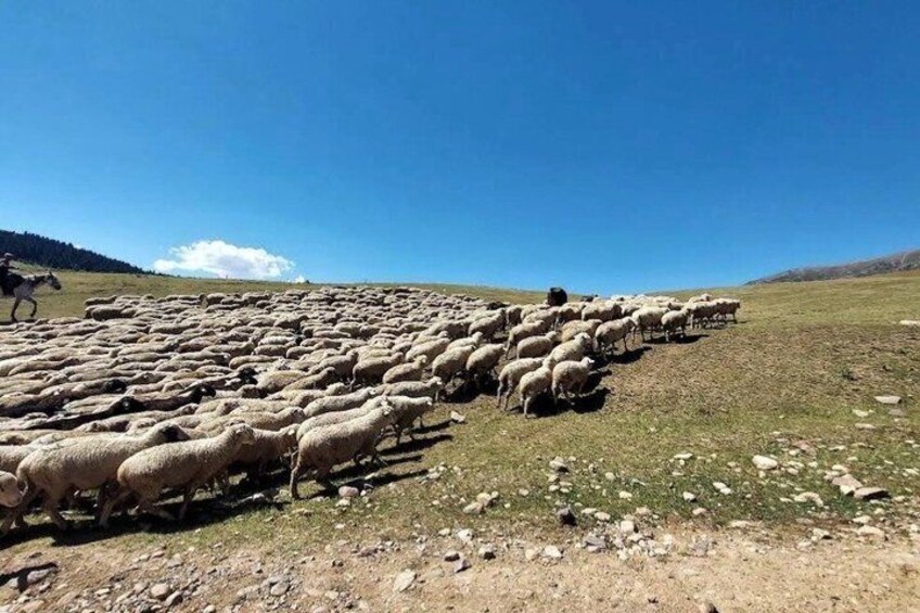 Un rebaño de ovejas pastando en una colina. 5