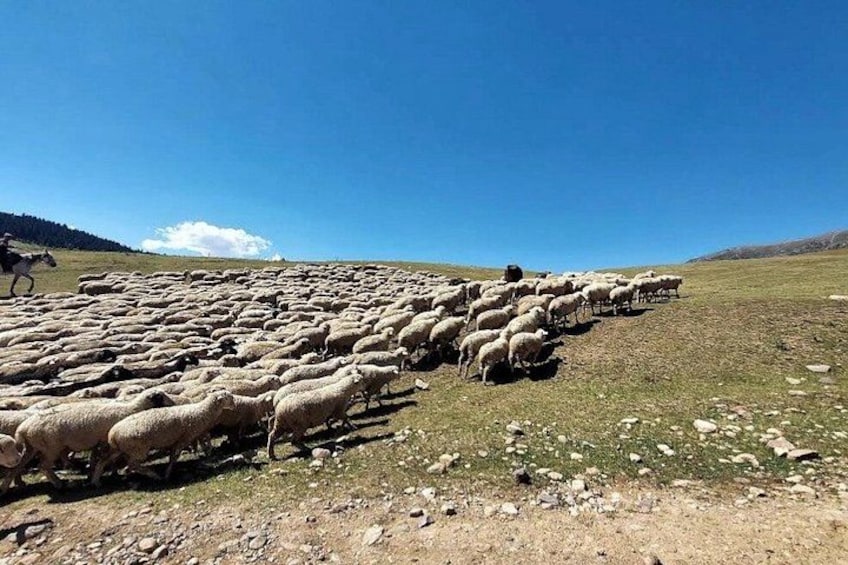 Un rebaño numeroso de ovejas pastando en un campo bajo un cielo despejado. 4