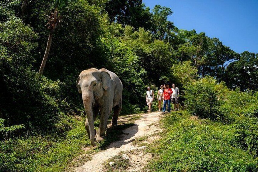 Un elefante cammina su un sentiero sterrato, mentre persone lo osservano in una zona boschiva. 5