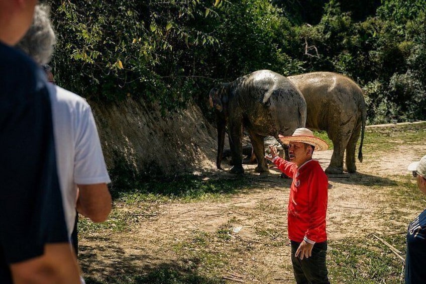 Una persona con una maglietta e un cappello rosso indica due elefanti in un ambiente naturale. 3
