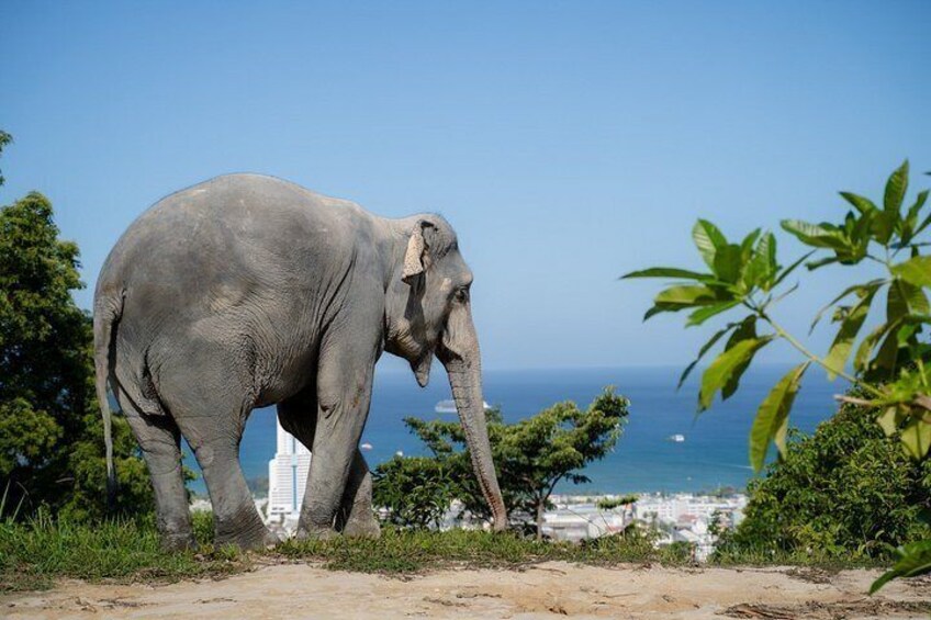 Un elefante in piedi su un sentiero sterrato, con vista sull'oceano e edifici sullo sfondo. 4