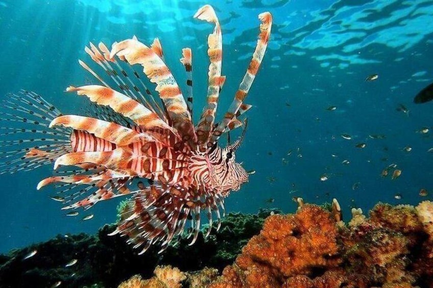 A lionfish swimming near a coral reef. 3