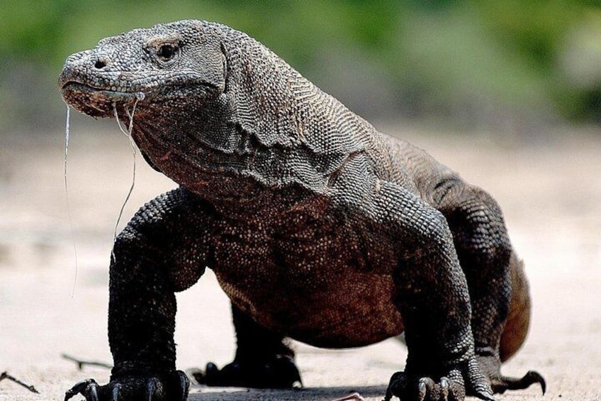 A large monitor lizard on a sandy surface. 2