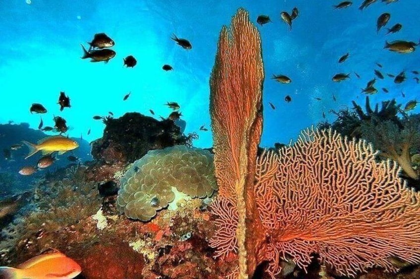 A coral reef with diverse marine life and a prominent branching coral structure. 5
