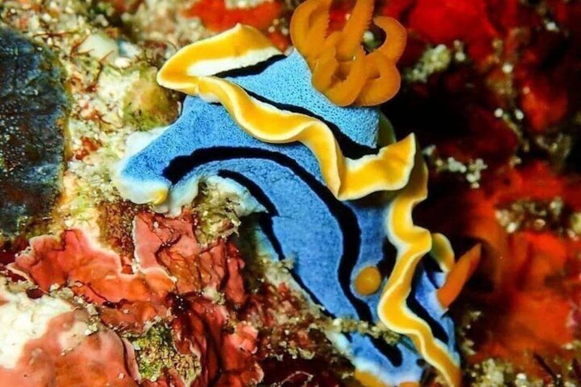 A blue sea anemone with yellow and black stripes on a coral reef. 4