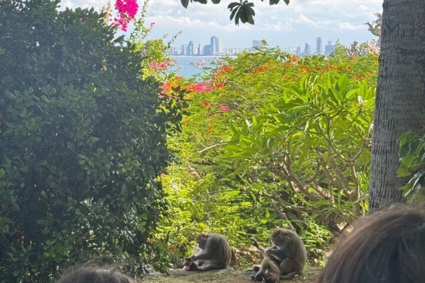 Monkeys sitting among green foliage with a city skyline in the background. 3