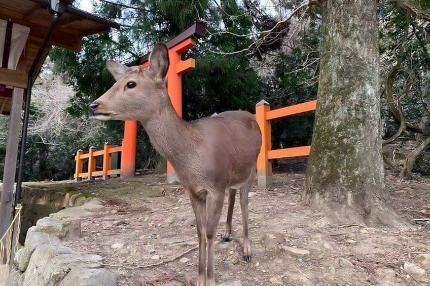 From Osaka: Kyoto and Nara Day Trip 3