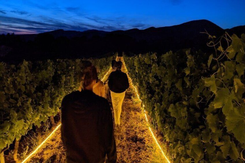 A vineyard at dusk with rows of grapevines illuminated by artificial lighting. 1