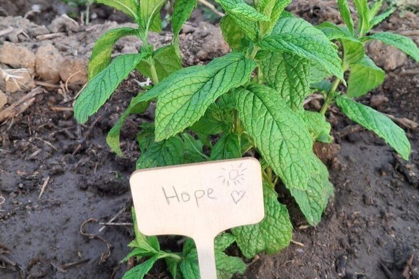 Herbal Experience with Planting and Sensory Walk 2
