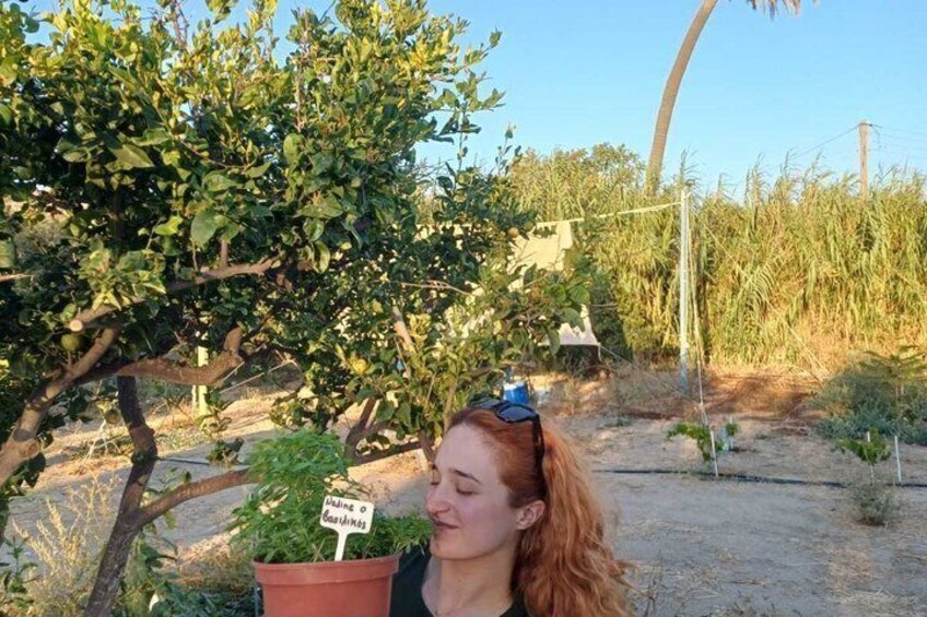 A person holding a potted plant with a sign that reads 'Lemon Trees.' 4