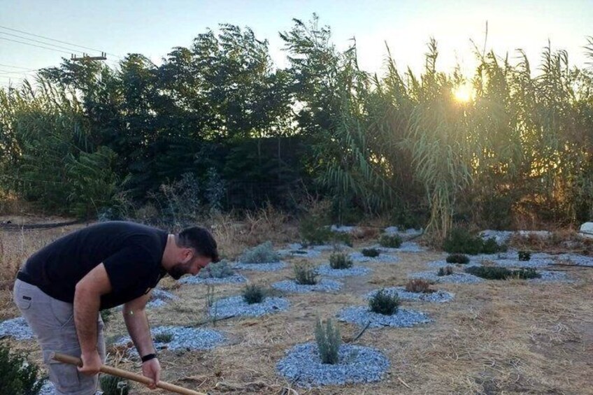 A person using a tool in a garden with gravel paths and plants. 1