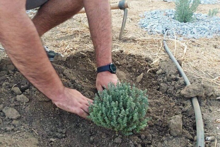 A person planting a small tree in a garden. 2
