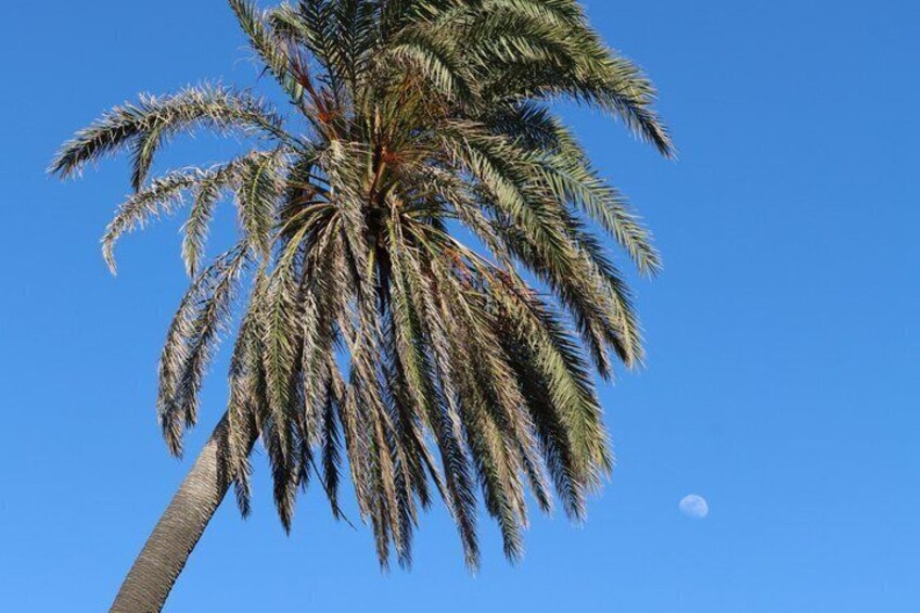 Eine Palme vor wolkenlosem, blauem Himmel, mit sichtbar anderem Mond. 2