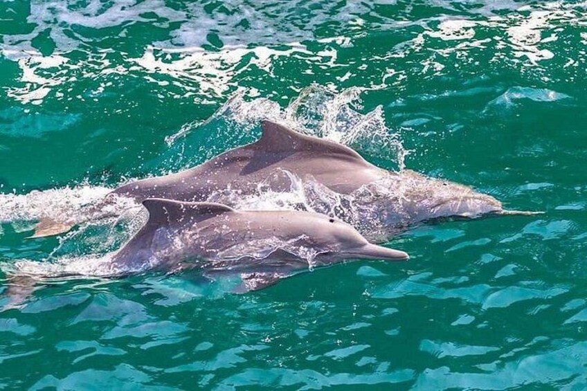 Khasab Musandam Full Day dhow cruise with lunch and Snorkeling 3