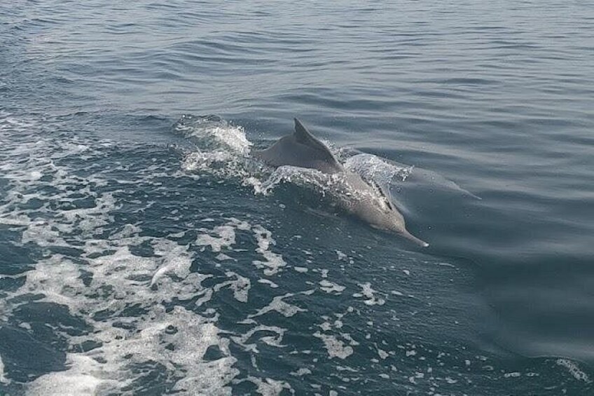 Khasab Musandam Full Day dhow cruise with lunch and Snorkeling 4
