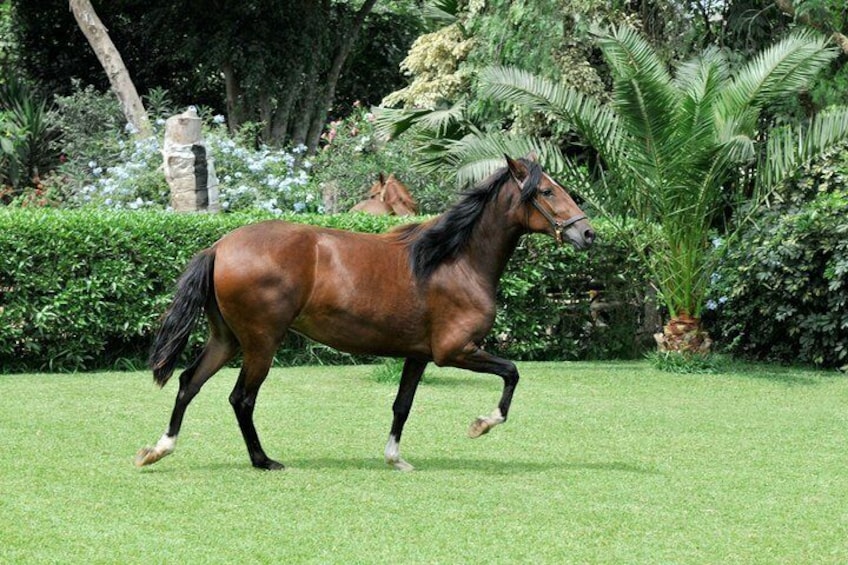 Un caballo marrón corriendo sobre un campo cubierto de hierba exuberante y árboles al fondo. 3
