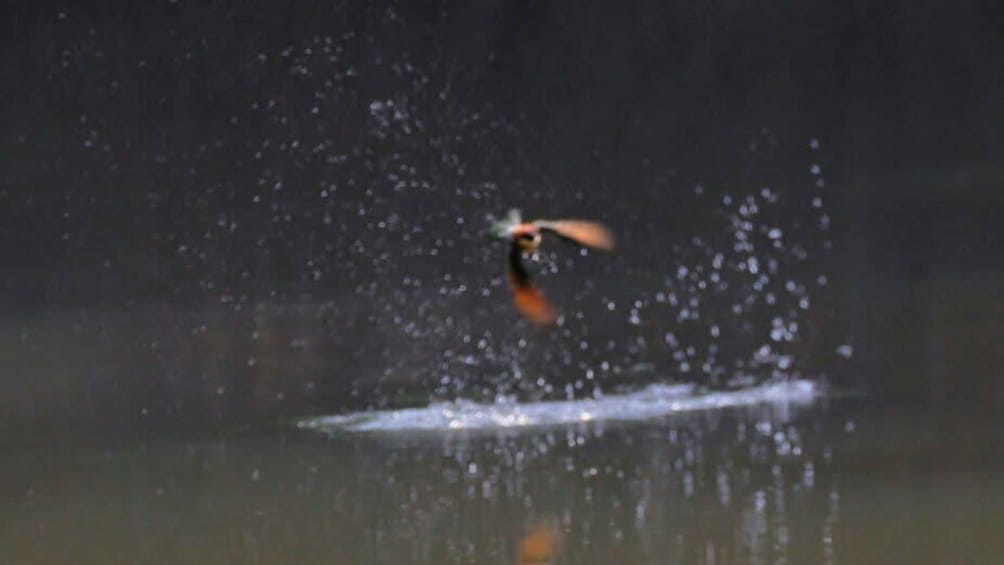A bird in flight over a body of water. 4