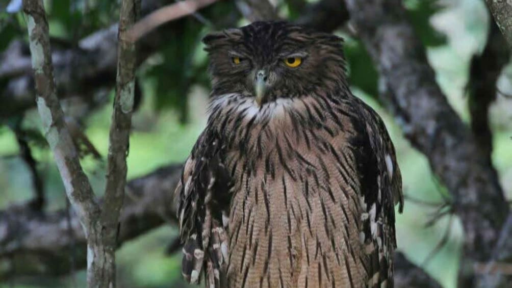 A bird perched on a tree branch. 5