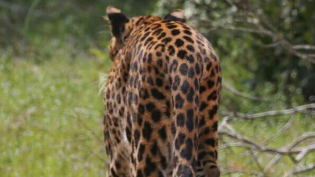 A leopard with a spotted coat in a grassy area. 2