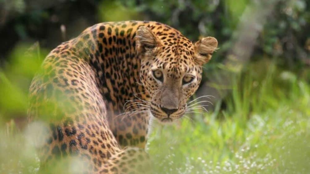 A leopard in a grassy area with dense foliage in the background. 1
