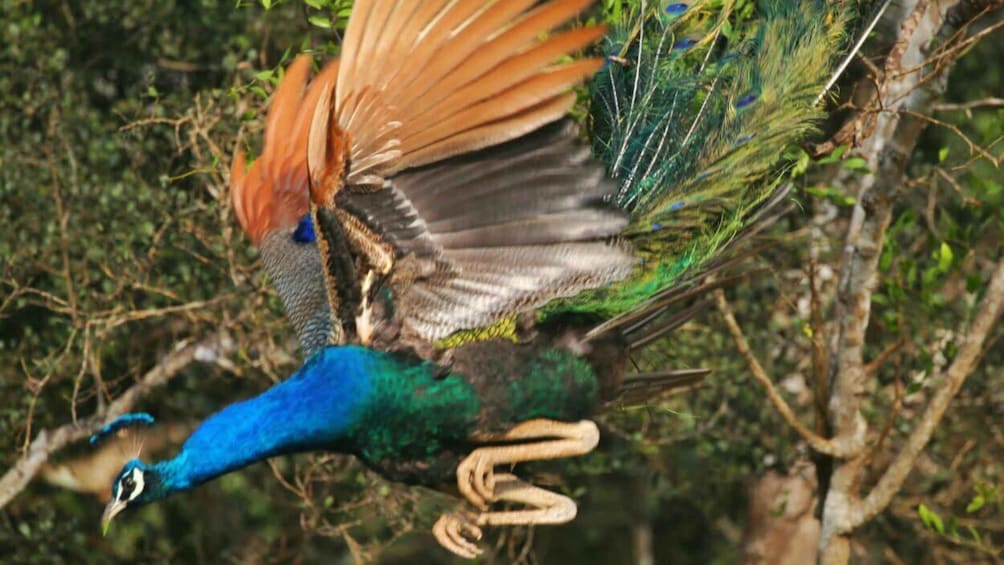 A peacock with vibrant blue and green feathers, displaying its tail feathers. 3