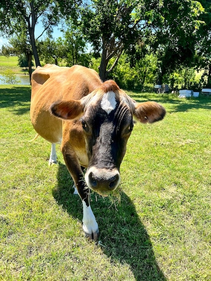 A cow standing in a grassy field with trees in the background. 4