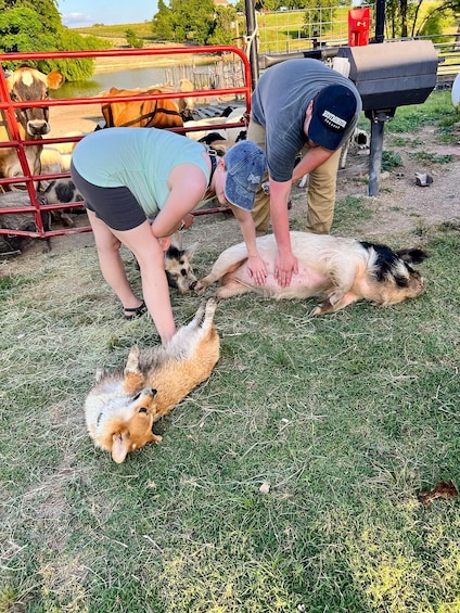 A person attending to a lying dog on grass near a metal fence and a body of water. 3