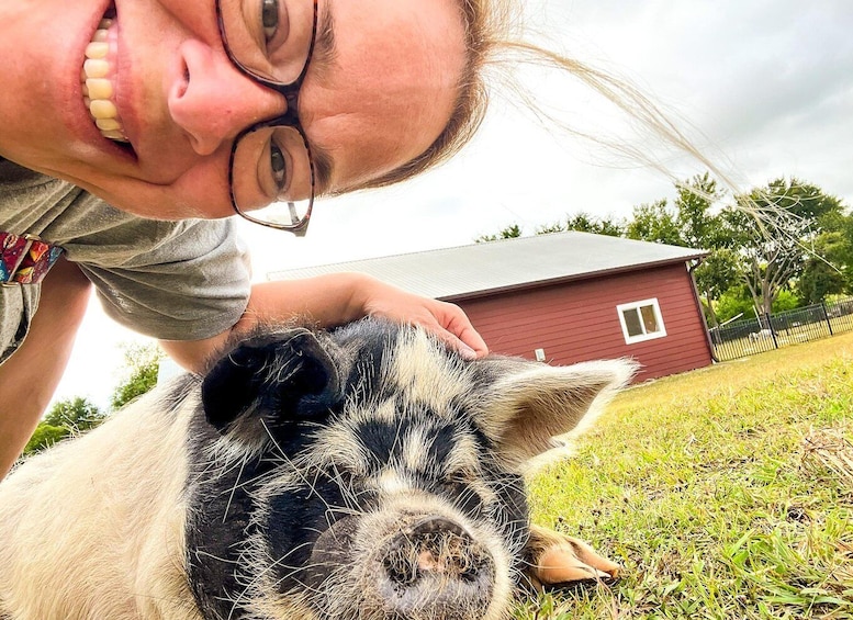 A person with a pig on a grassy field with a red barn in the background. 5