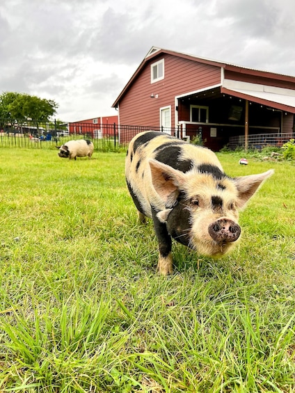 A pig grazing in a grassy field with a red barn in the background. 1