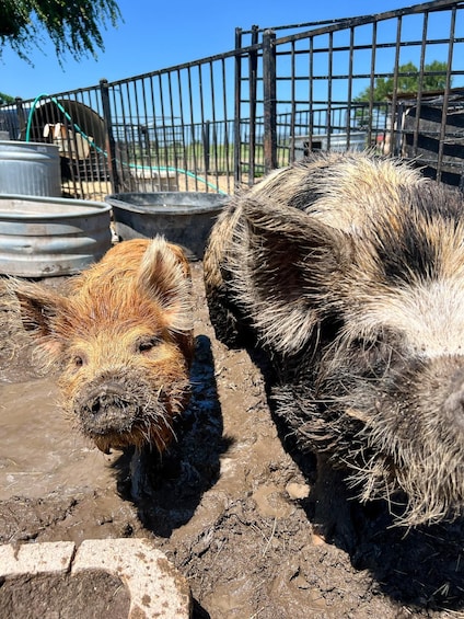 Two pigs in a muddy enclosure with metal barrels and a fence. 2
