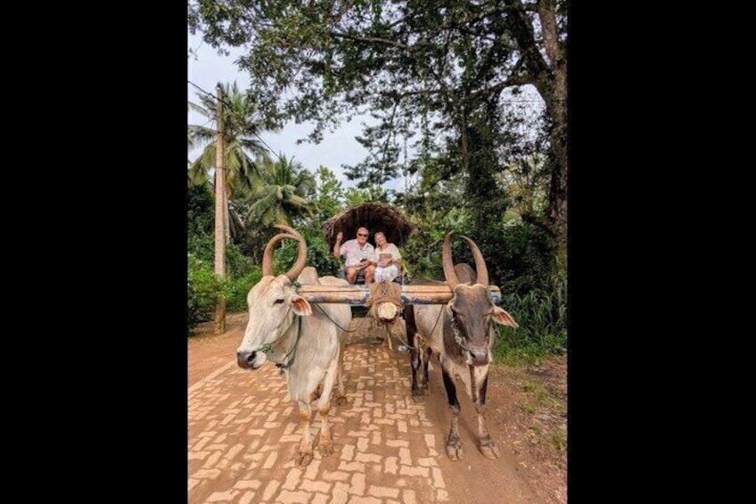 Une charrette à bœufs traditionnelle, tirée par deux bœufs, avec un homme aux rênes et une femme assise à l’arrière. 3