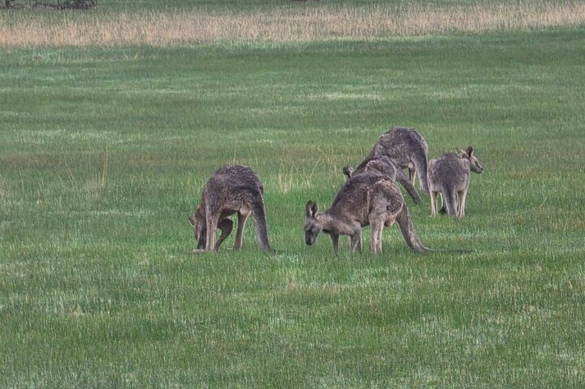 2 Day Great Ocean Road Luxury Tour from Melbourne 2