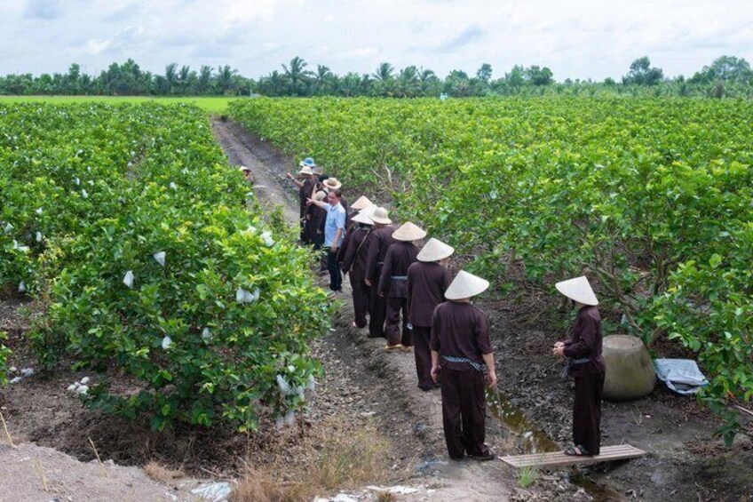 Un groupe de personnes se promène dans une plantation de café. 4