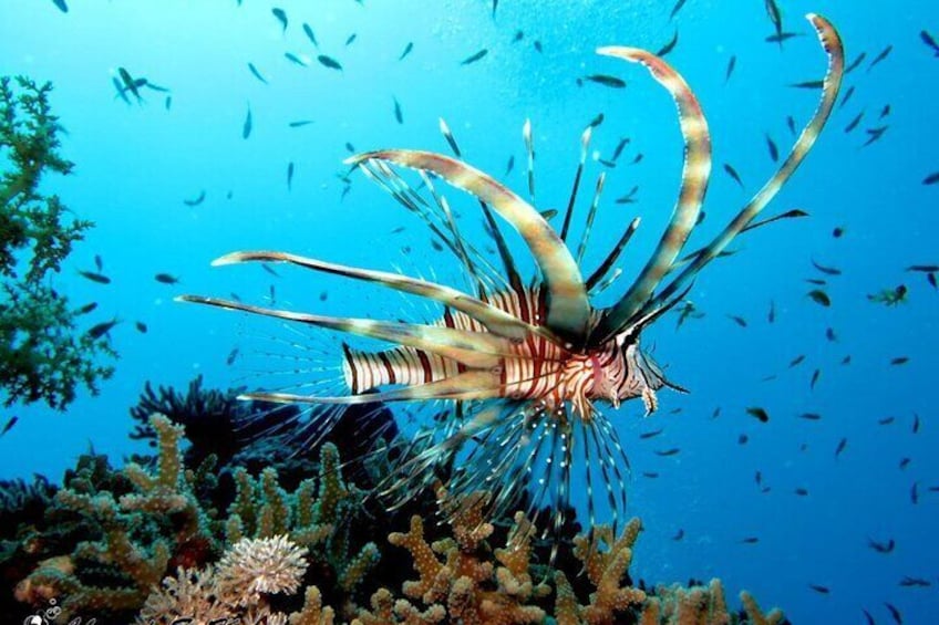 Un pez león nada cerca de un arrecife de coral con varios peces al fondo. 1