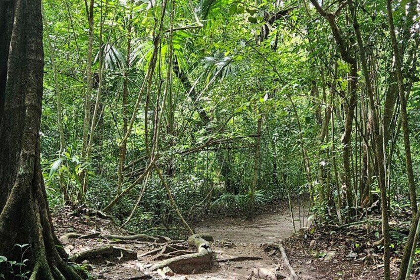 Tikal Sunset Tour from Flores with tickets included 3