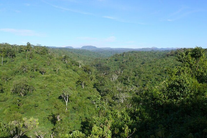 A dense forest landscape with a clear sky. 5