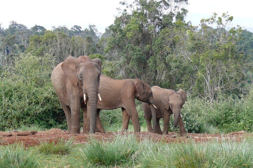 Three elephants standing in a grassy area with trees in the background. 4