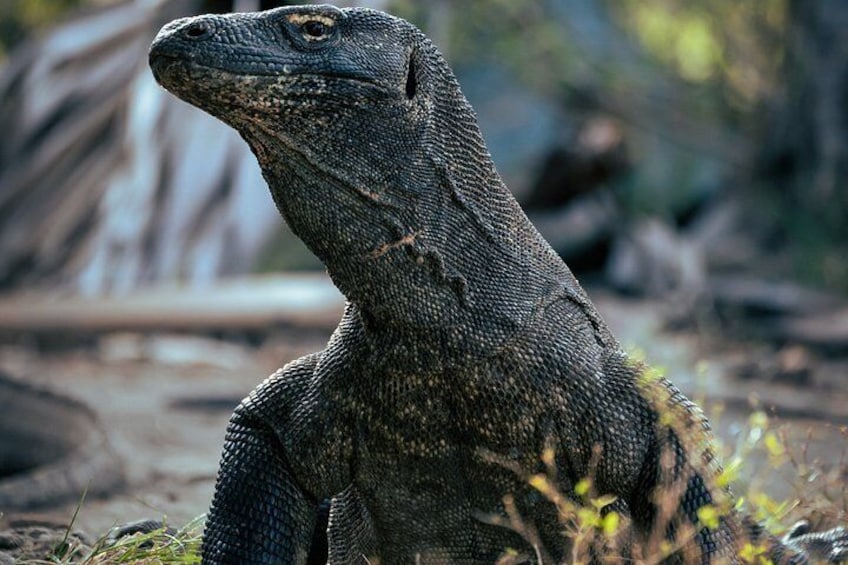 Un grand varan dans son habitat naturel, entouré de feuilles et de branches sèches. 1